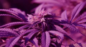 Purple hue on the Granddaddy Purple Cannabis Strain