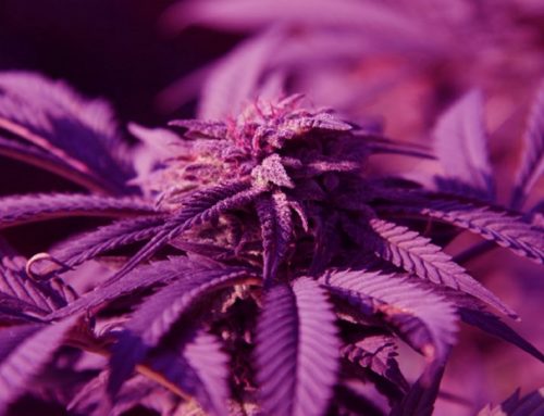 Purple Punch Cannabis Strain: The Ultimate Indica For Relaxation