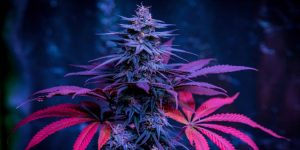 Granddaddy Purple Cannabis plant