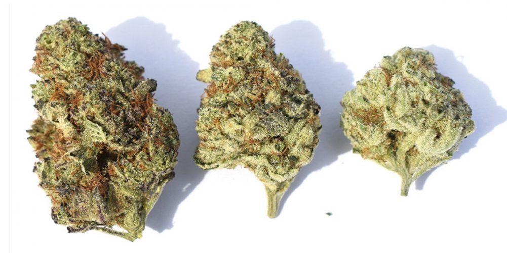 Three buds of Gelato cannabis strain