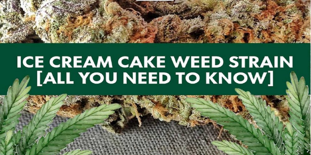 Ice Cream Cake Cannabis: All you need to know