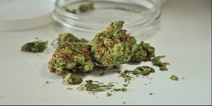 GG4 Cannabis strain placed on a surface