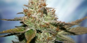 A cross-section of overgrown GG4 cannabis strain