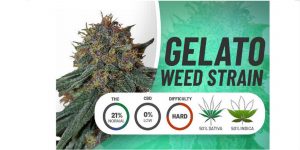 A visual analysis of the Gelato cannabis strain 