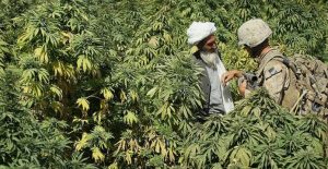 Afghani Cannabis strain in Afghanistan