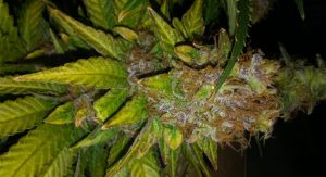 A mature Afghani cannabis strain plant