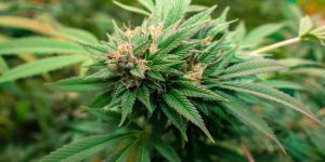 A mature Durban Poison cannabis plant