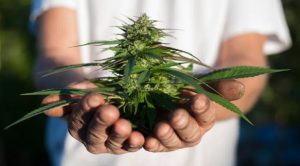 Transplanting the Blue Dream Cannabis