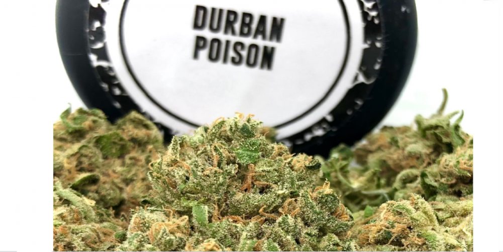 The Durban Poison Cannabis Strain for socializing