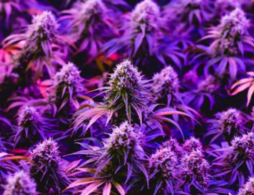 Granddaddy Purple Cannabis: Is It Too Strong for New Tokers?