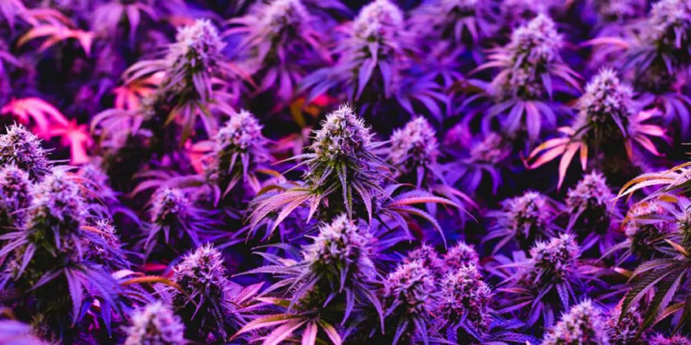 A plantation of Granddaddy Purple cannabis
