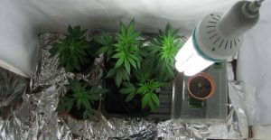 Indoor cannabis cultivation