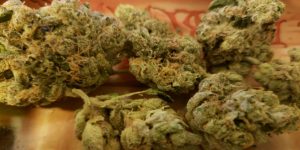 Wedding Cake cannabis strain