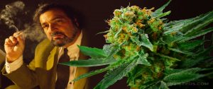 Green Jack Herer Cannabis with image of Jack Herer smoking
