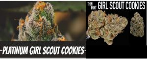 Image of the two variants of Girl Scout Cookie cannabis strain