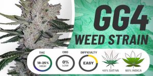 GG4 Cannabis statistics