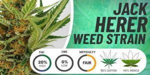 Statistics about the Jack Herer Cannabis Strain
