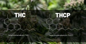 A structural comparison of THCP and THC