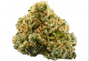 ACDC high CBD Cannabis strain
