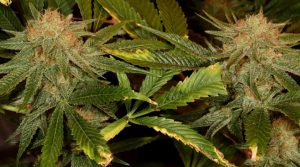 A wake and bake cannabis strain