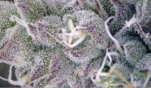 High THC Blissful Wizard cannabis strain