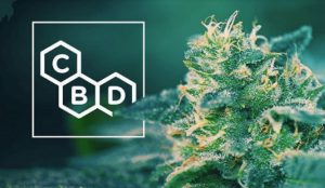High CBD cannabis strains