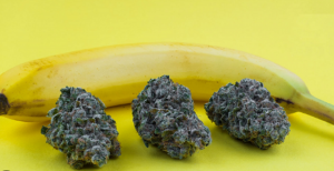 High THC Chiquita Banana Cannabis Strain