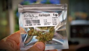 Packed Harlequin cannabis strain 
