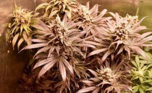 High THC Pink Starburst Cannabis Strain