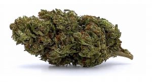 Remedy High CBD cannabis strain