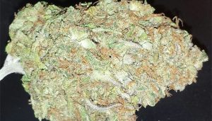High CBD cannabis strain