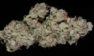 High-THC cannabis strain Sour Diesel