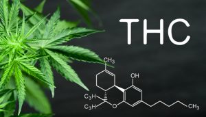 High-THC cannabis strains