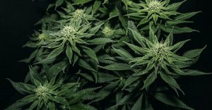 Bubblegum XL cannabis strains for socializing