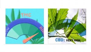 Cannabis categorization determines the best for beginners
