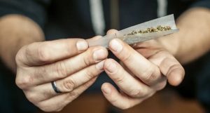 Cannabis Strains for beginners