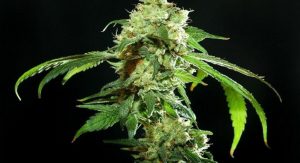 Cannatonic cannabis strain is among the best for beginners