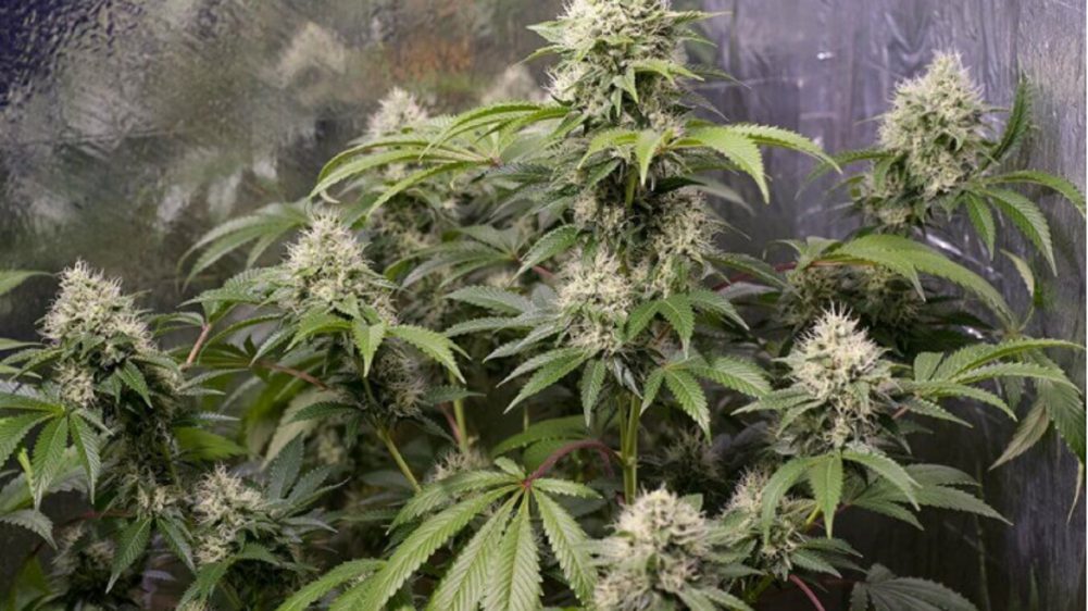 Chemdawg cannabis strain