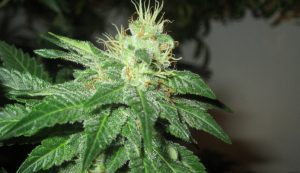 Fruit Spirit is among the sweet cannabis strains