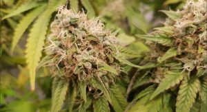 Hulkberry cannabis strain