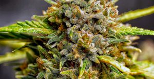 Nothern Lights Cannabis is among the best for beginners