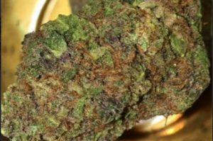 Purple Chemdawg cannabis strain 