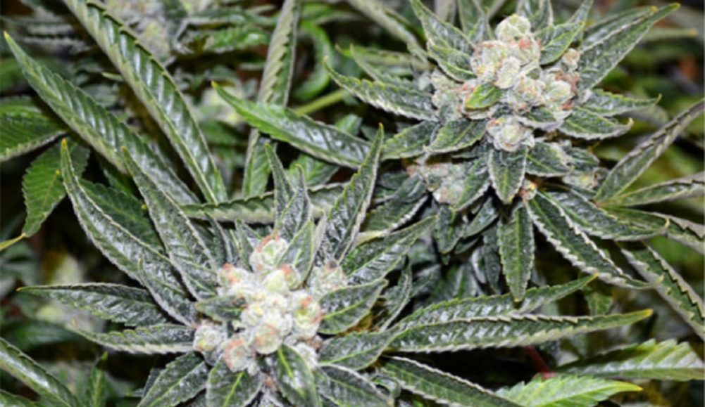 Sour Diesel Cannabis Strain is ideal for socializing