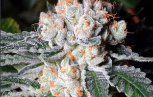 White Russian cannabis strain is a progeny of White Widow cannabis