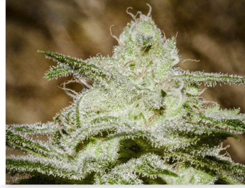 White Widow Cannabis: Everything You Need To Know
