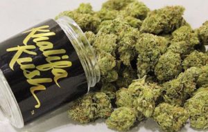 Khalifa Kush shares characteristics with the Sour Diesel cannabis 