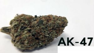 AK 47 cannabis strain is a progeny of Thai landrace cannabis