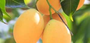 Tangie cannabis has Myrcene terpene, also present in mangoes