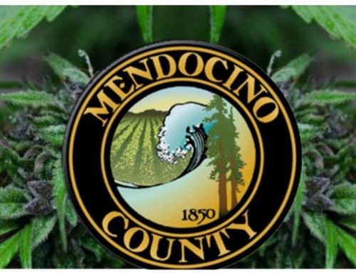 Mendocino Purps Cannabis: The OG In The Purple Cannabis Family