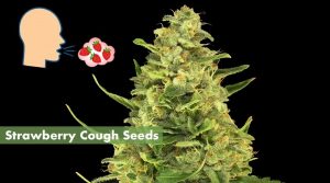 Strawberry Cough cannabis seeds